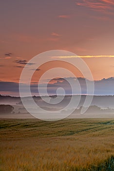 Harvest is soon to come. A series of photos of corn fields at sunset.