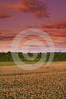 Harvest is soon to come. A series of photos of corn fields at sunset.