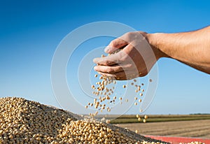 Harvest soybeans