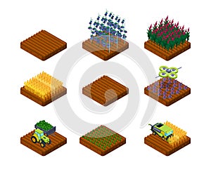 Harvest stages. Farm field wheat and vegetables growing agricultural processes garish vector isometric collection