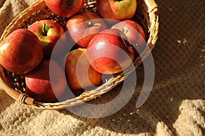 Harvest in a straw basket with many red ripe apples on draperied bedcover.