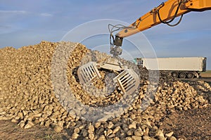 Harvest sugar beets