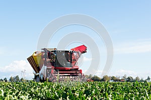 Harvest of Sugar beets