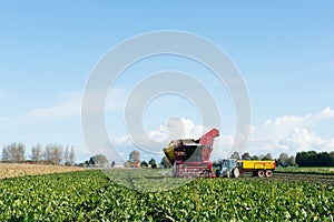 Harvest of Sugar beets