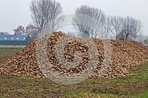 Harvest of sugar-beets, Brummen in the Netherlands