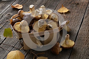 Harvest Suillus wild mushrooms in basket on wooden background