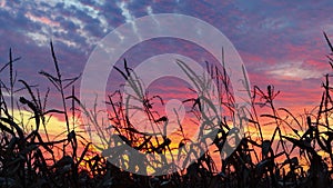 Harvest Sundown Evening Loop - Indiana