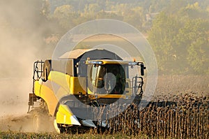 Harvest sunflower two