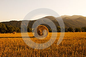 Harvest at sunset