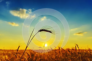 Harvest in sunset over field
