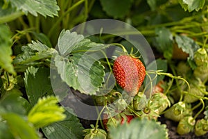 Harvest of sweet fresh outdoor red ripe tasty strawberry