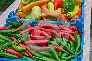Harvest sweet and hot peppers in boxes. harvest of yellow, red and green peppers is harvested from the garden