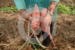 Harvest sweet potato at farm outdoor