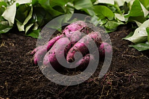 Harvest sweet potato and put on sile with green leaf background.