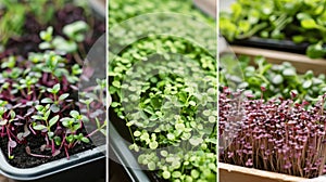 Harvest Techniques for Microgreens photo