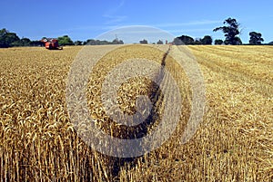 Harvest time