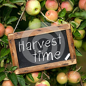 Harvest time