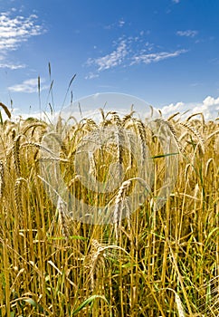 Harvest time