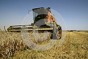 Harvest time