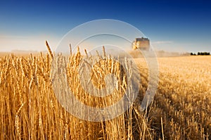 Harvest time photo