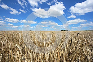 Harvest time