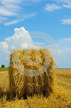 Harvest time