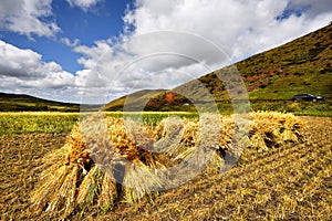 Harvest time in autumn season in Bashang grassland of Hebei province