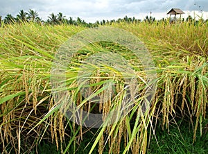Harvest time in Bali, scenic landscape