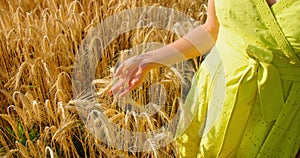 Harvest time. Beauty in nature. Golden crop. Girl in field of wheat and her hand gently touches the ears in the rays of