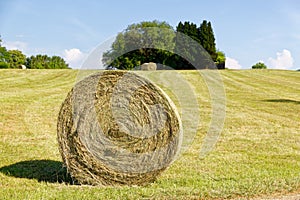 Harvest time: big round hay bale on a mowed summer meadow photographed in the foreground, in the background more hay bales in