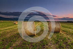 Harvest time, bundles in the field in Alava