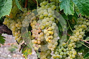 Harvest time in Cognac white wine region, Charente, ripe ready to harvest ugni blanc grape uses for Cognac strong spirits