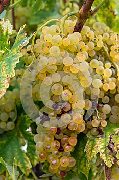 Harvest time in Cognac white wine region, Charente, ripe ready to harvest ugni blanc grape uses for Cognac strong spirits