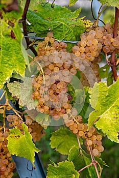 Harvest time in Cognac white wine region, Charente, ripe ready to harvest ugni blanc grape uses for Cognac strong spirits