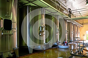 Harvest time in Cognac white wine region, Charente, ripe ready to harvest ugni blanc grape uses for Cognac strong spirits