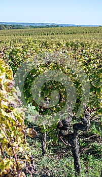 Harvest time in Cognac white wine region, Charente, ripe ready to harvest ugni blanc grape uses for Cognac strong spirits