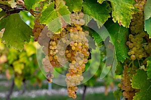 Harvest time in Cognac white wine region, Charente, ripe ready to harvest ugni blanc grape uses for Cognac strong spirits