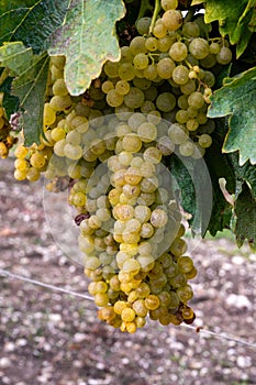 Harvest time in Cognac white wine region, Charente, ripe ready to harvest ugni blanc grape uses for Cognac strong spirits