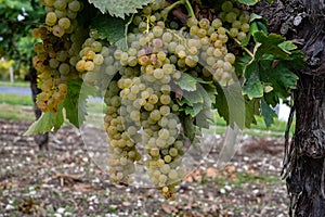 Harvest time in Cognac white wine region, Charente, ripe ready to harvest ugni blanc grape uses for Cognac strong spirits