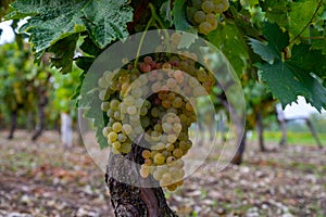 Harvest time in Cognac white wine region, Charente, ripe ready to harvest ugni blanc grape uses for Cognac strong spirits