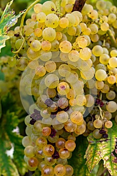 Harvest time in Cognac white wine region, Charente, ripe ready to harvest ugni blanc grape uses for Cognac strong spirits
