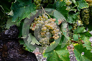 View on Sauternes village and vineyards, making of sweet dessert Sauternes wines from Semillon grapes affected by Botrytis cinerea photo