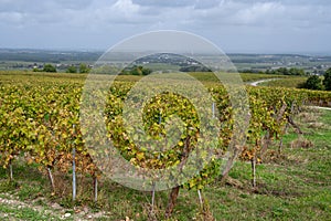 Harvest time in Cognac white wine region, Charente, vineyards with rows of ripe ready to harvest ugni blanc grape uses for Cognac