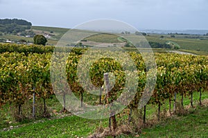 Harvest time in Cognac white wine region, Charente, vineyards with rows of ripe ready to harvest ugni blanc grape uses for Cognac