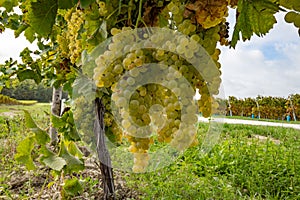 Harvest time in Cognac white wine region, Charente, vineyards with rows of ripe ready to harvest ugni blanc grape uses for Cognac