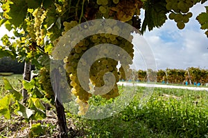 Harvest time in Cognac white wine region, Charente, vineyards with rows of ripe ready to harvest ugni blanc grape uses for Cognac