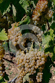 Harvest time in Cognac white wine region, Charente, vineyards with rows of ripe ready to harvest ugni blanc grape uses for Cognac