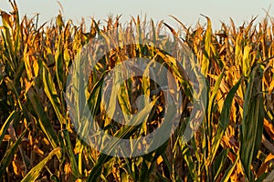 Almost harvest time for this crop of field corn