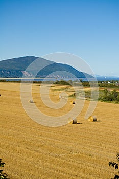 Harvest Time In The Field