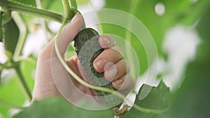 Harvest time. Fresh organic vegetables concept. Close-up of a farmer's female hands picking a green ripe cucumber from a